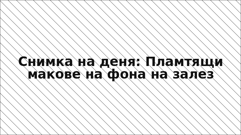 Снимка на деня: Пламтящи макове на фона на залез
