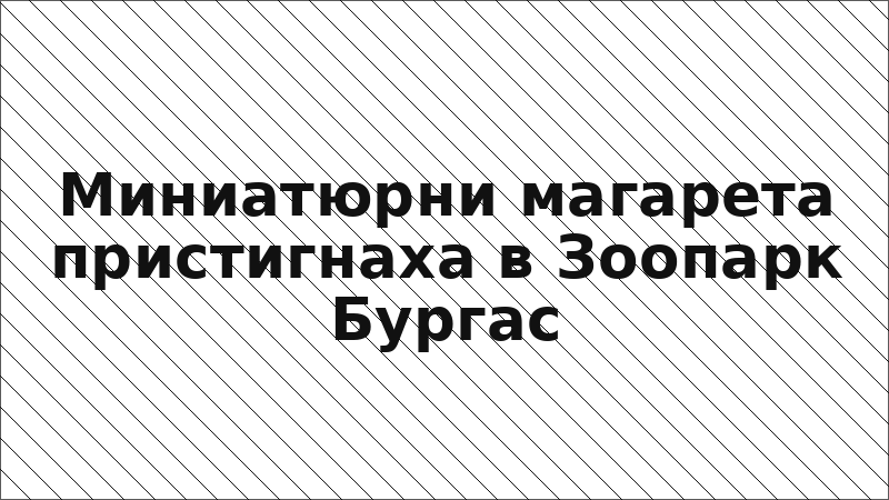 Миниатюрни магарета пристигнаха в Зоопарк Бургас