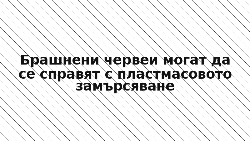 Брашнени червеи могат да се справят с пластмасовото замърсяване