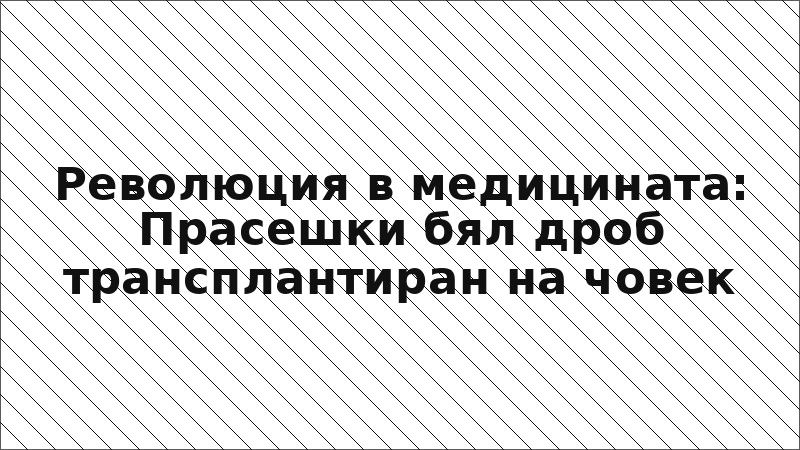 Революция в медицината: Прасешки бял дроб трансплантиран на човек