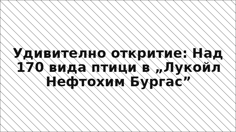 Удивително откритие: Над 170 вида птици в „Лукойл Нефтохим Бургас”