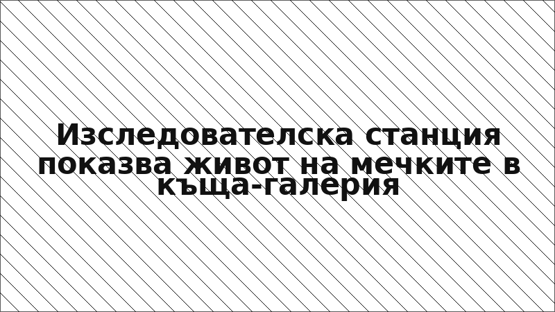 Изследователска станция показва живот на мечките в къща-галерия