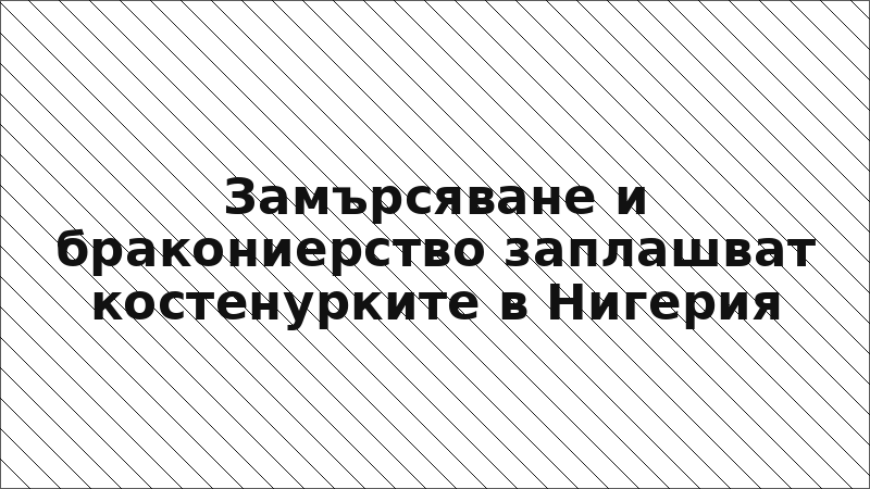 Замърсяване и бракониерство заплашват костенурките в Нигерия