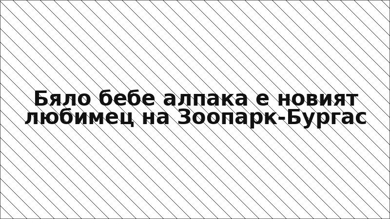 Бяло бебе алпака е новият любимец на Зоопарк-Бургас