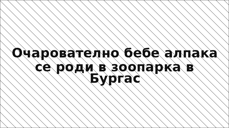 Очарователно бебе алпака се роди в зоопарка в Бургас