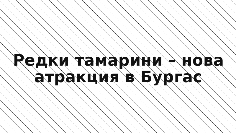 Редки тамарини – нова атракция в Бургас
