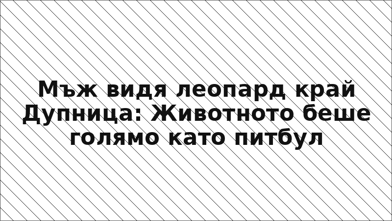 Мъж видя леопард край Дупница: Животното беше голямо като питбул