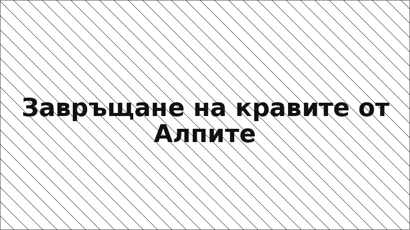 Завръщане на кравите от Алпите