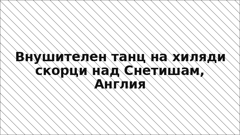Внушителен танц на хиляди скорци над Снетишам, Англия
