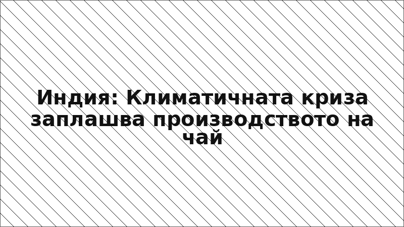 Индия: Климатичната криза заплашва производството на чай