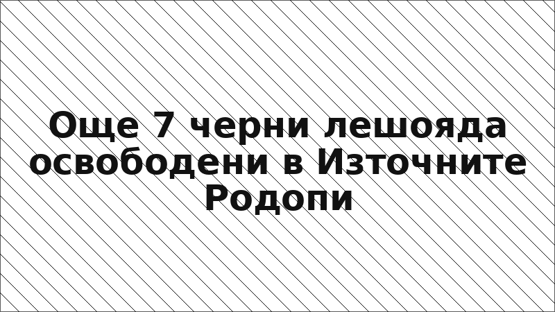 Още 7 черни лешояда освободени в Източните Родопи