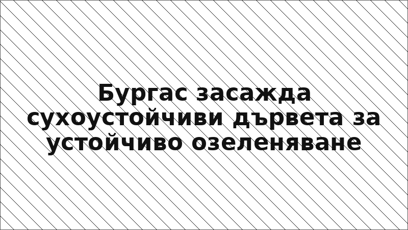 Бургас засажда сухоустойчиви дървета за устойчиво озеленяване