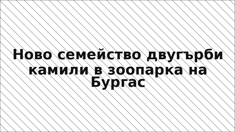 Ново семейство двугърби камили в зоопарка на Бургас