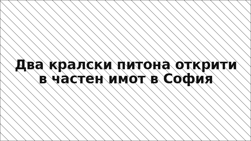 Два кралски питона открити в частен имот в София