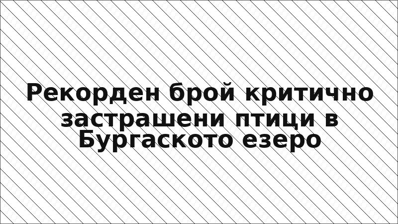 Рекорден брой критично застрашени птици в Бургаското езеро