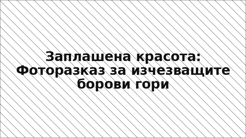 Заплашена красота: Фоторазказ за изчезващите борови гори