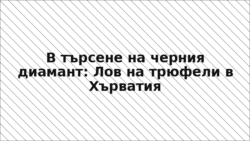 В търсене на черния диамант: Лов на трюфели в Хърватия