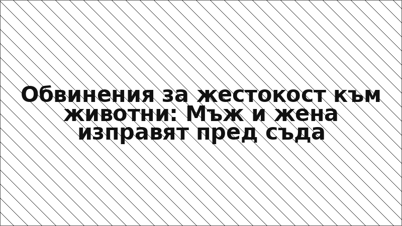 Обвинения за жестокост към животни: Мъж и жена изправят пред съда