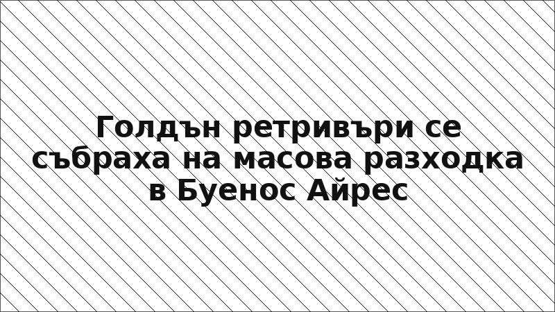Голдън ретривъри се събраха на масова разходка в Буенос Айрес