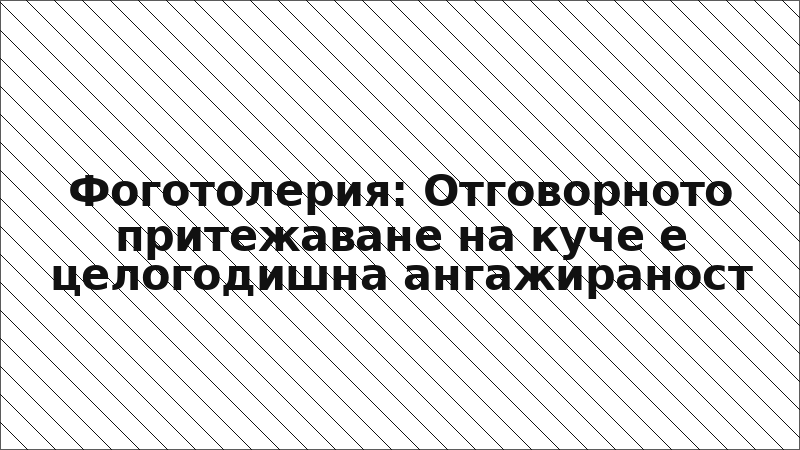 Фоготолерия: Отговорното притежаване на куче е целогодишна ангажираност