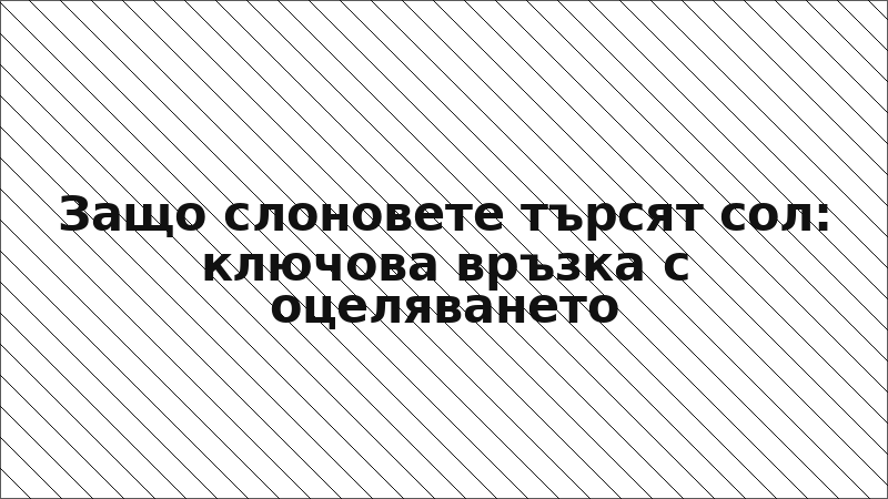 Защо слоновете търсят сол: ключова връзка с оцеляването