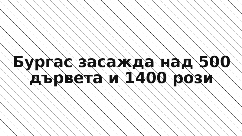 Бургас засажда над 500 дървета и 1400 рози