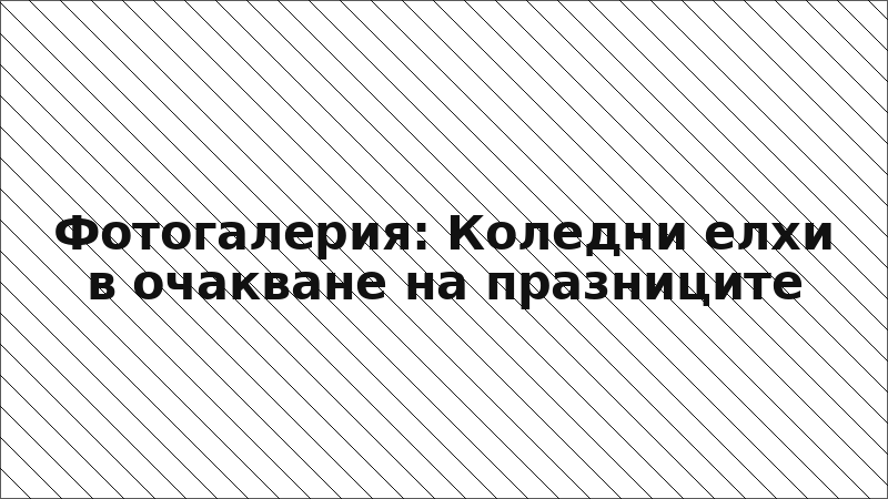 Фотогалерия: Коледни елхи в очакване на празниците