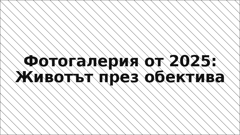 Фотогалерия от 2025: Животът през обектива
