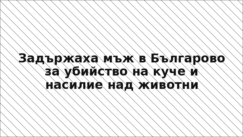 Задържаха мъж в Българово за убийство на куче и насилие над животни