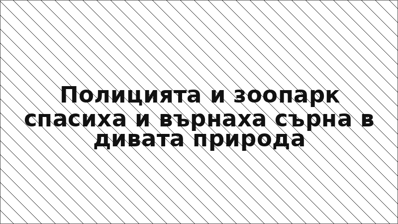 Полицията и зоопарк спасиха и върнаха сърна в дивата природа