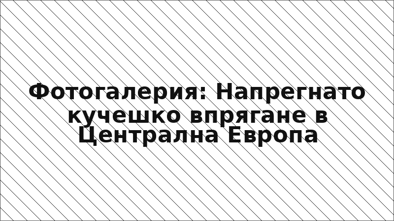 Фотогалерия: Напрегнато кучешко впрягане в Централна Европа