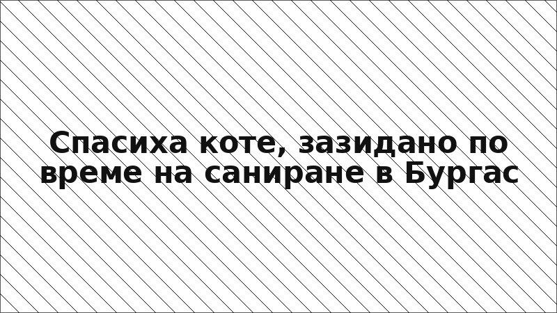 Спасиха коте, зазидано по време на саниране в Бургас