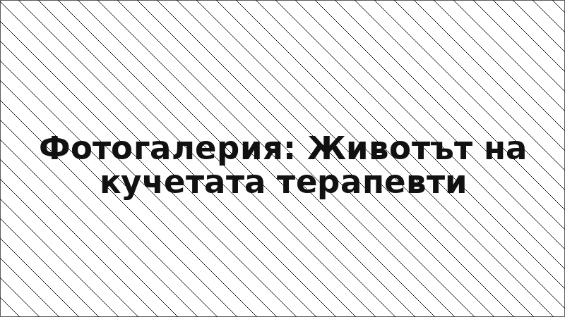 Фотогалерия: Животът на кучетата терапевти