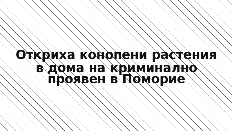 Откриха конопени растения в дома на криминално проявен в Поморие