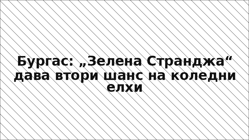 Бургас: „Зелена Странджа“ дава втори шанс на коледни елхи