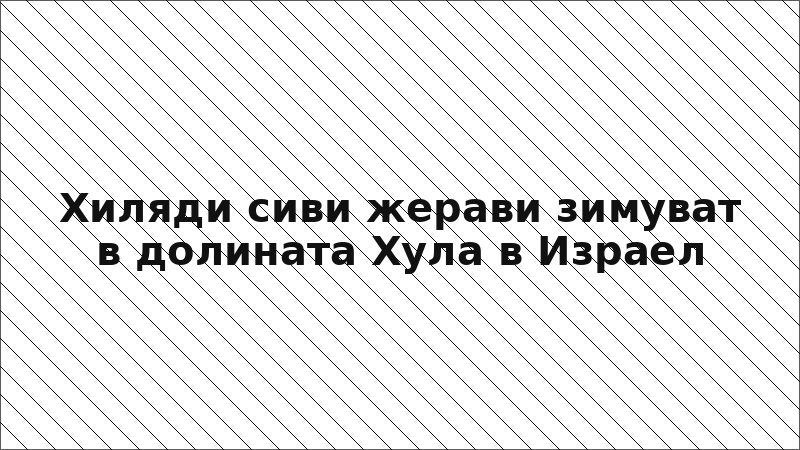 Хиляди сиви жерави зимуват в долината Хула в Израел