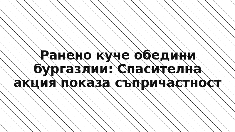 Ранено куче обедини бургазлии: Спасителна акция показа съпричастност