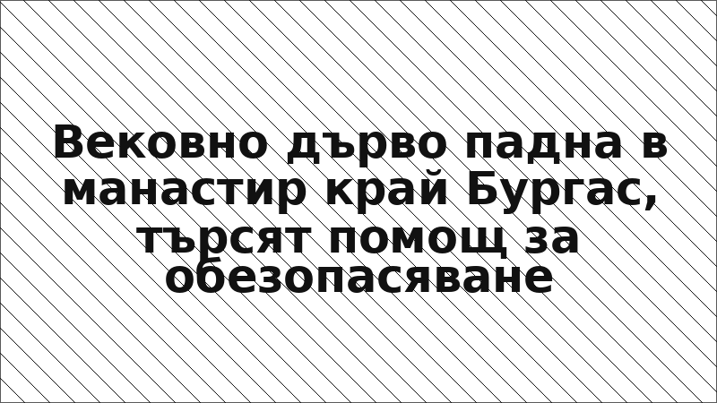 Вековно дърво падна в манастир край Бургас, търсят помощ за обезопасяване