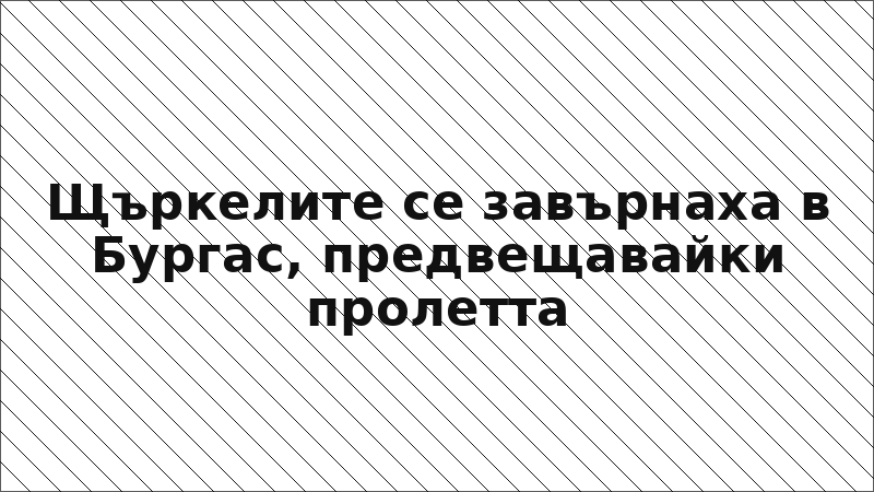 Щъркелите се завърнаха в Бургас, предвещавайки пролетта
