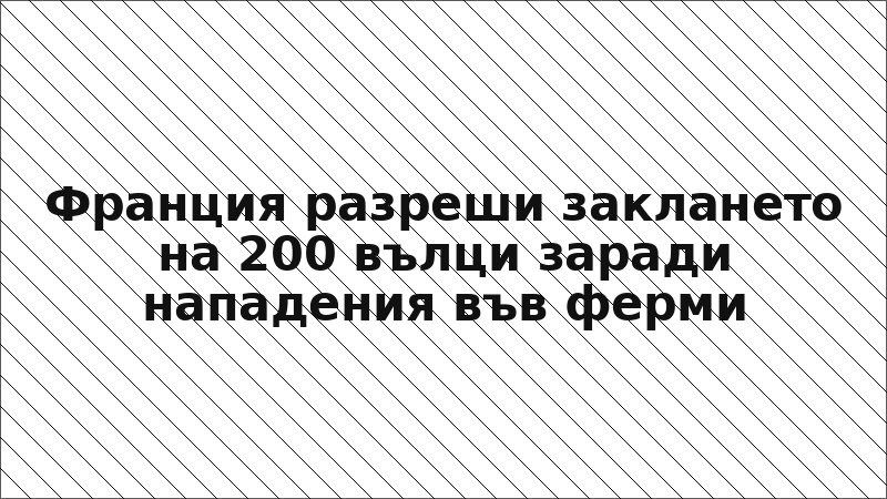 Франция разреши заклането на 200 вълци заради нападения във ферми
