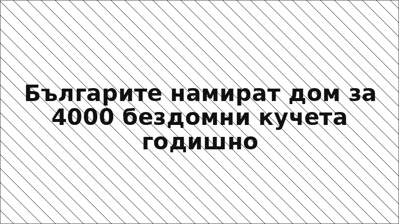 Българите намират дом за 4000 бездомни кучета годишно