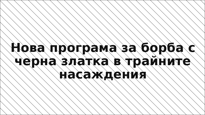 Нова програма за борба с черна златка в трайните насаждения