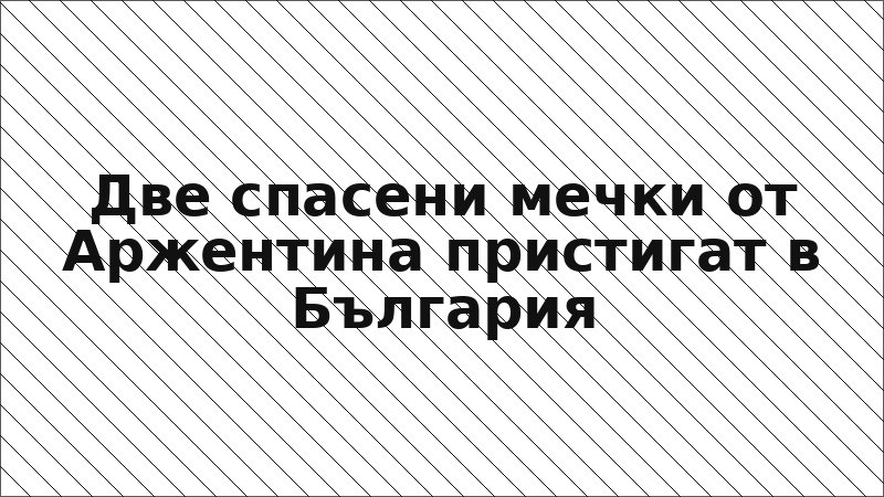 Две спасени мечки от Аржентина пристигат в България
