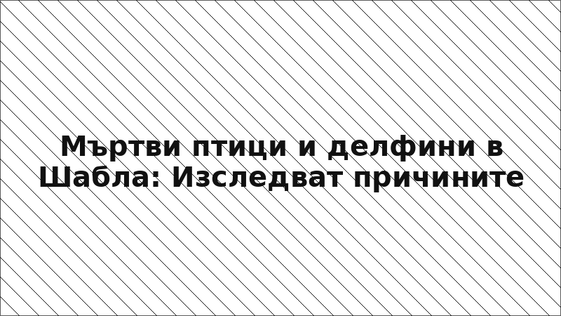 Мъртви птици и делфини в Шабла: Изследват причините