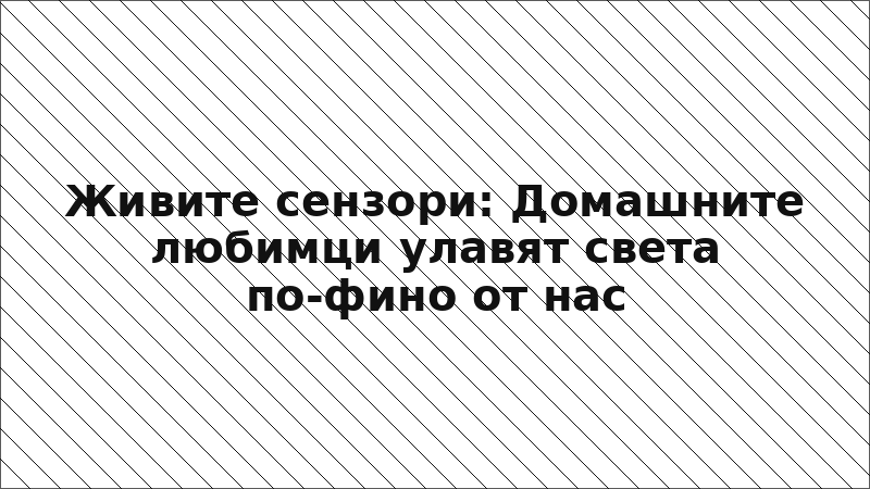 Живите сензори: Домашните любимци улавят света по-фино от нас