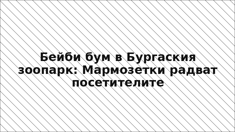 Бейби бум в Бургаския зоопарк: Мармозетки радват посетителите