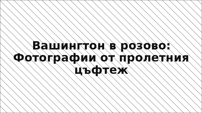 Вашингтон в розово: Фотографии от пролетния цъфтеж