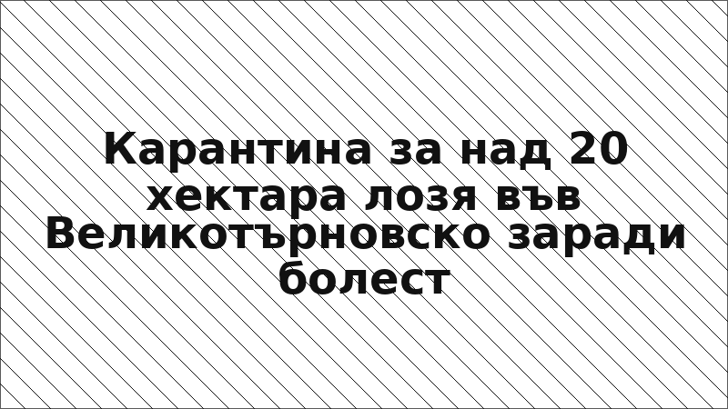 Карантина за над 20 хектара лозя във Великотърновско заради болест