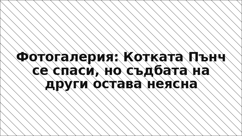 Фотогалерия: Котката Пънч се спаси, но съдбата на други остава неясна