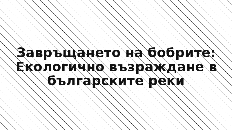 Завръщането на бобрите: Екологично възраждане в българските реки